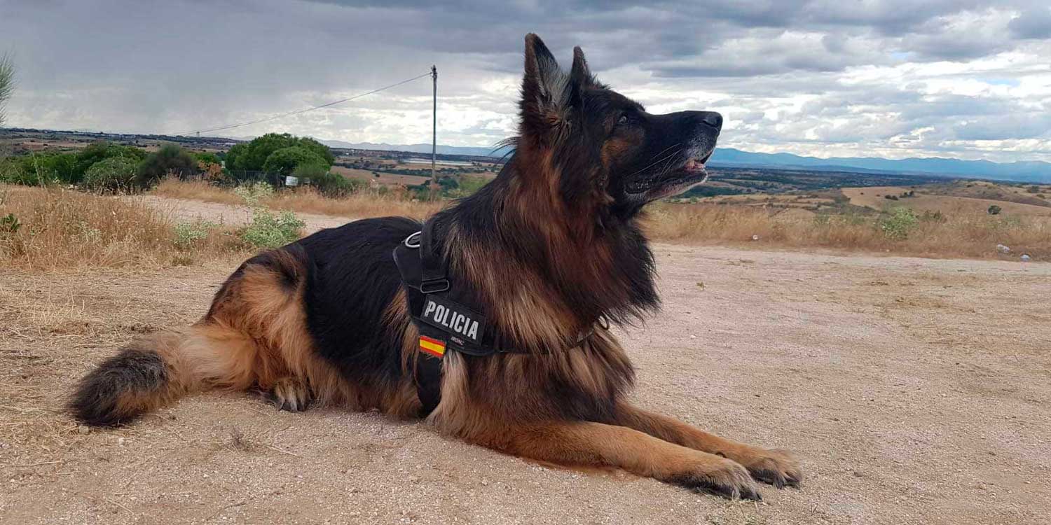 policia nacional pierde perros
