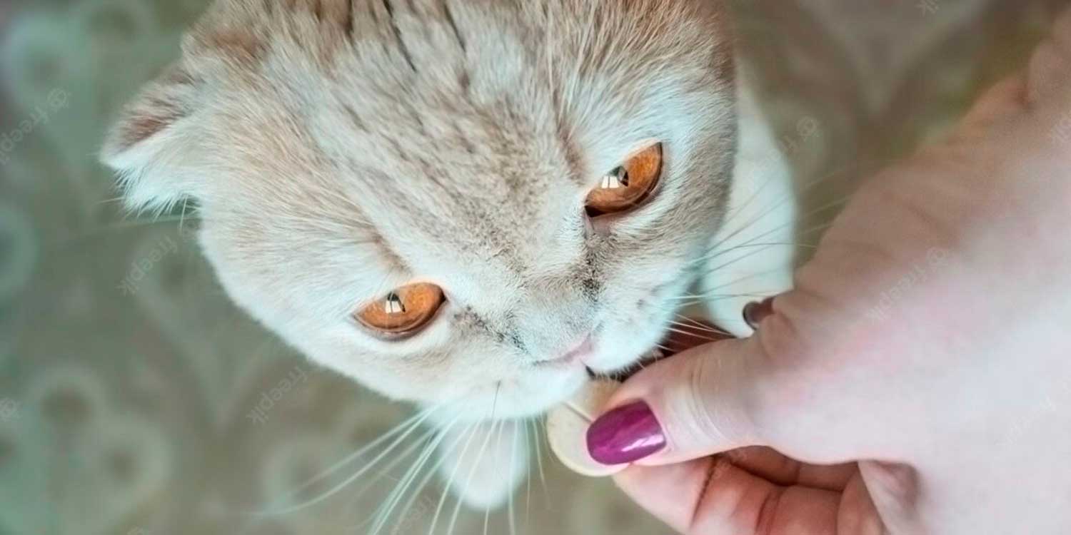 gato toma pastilla