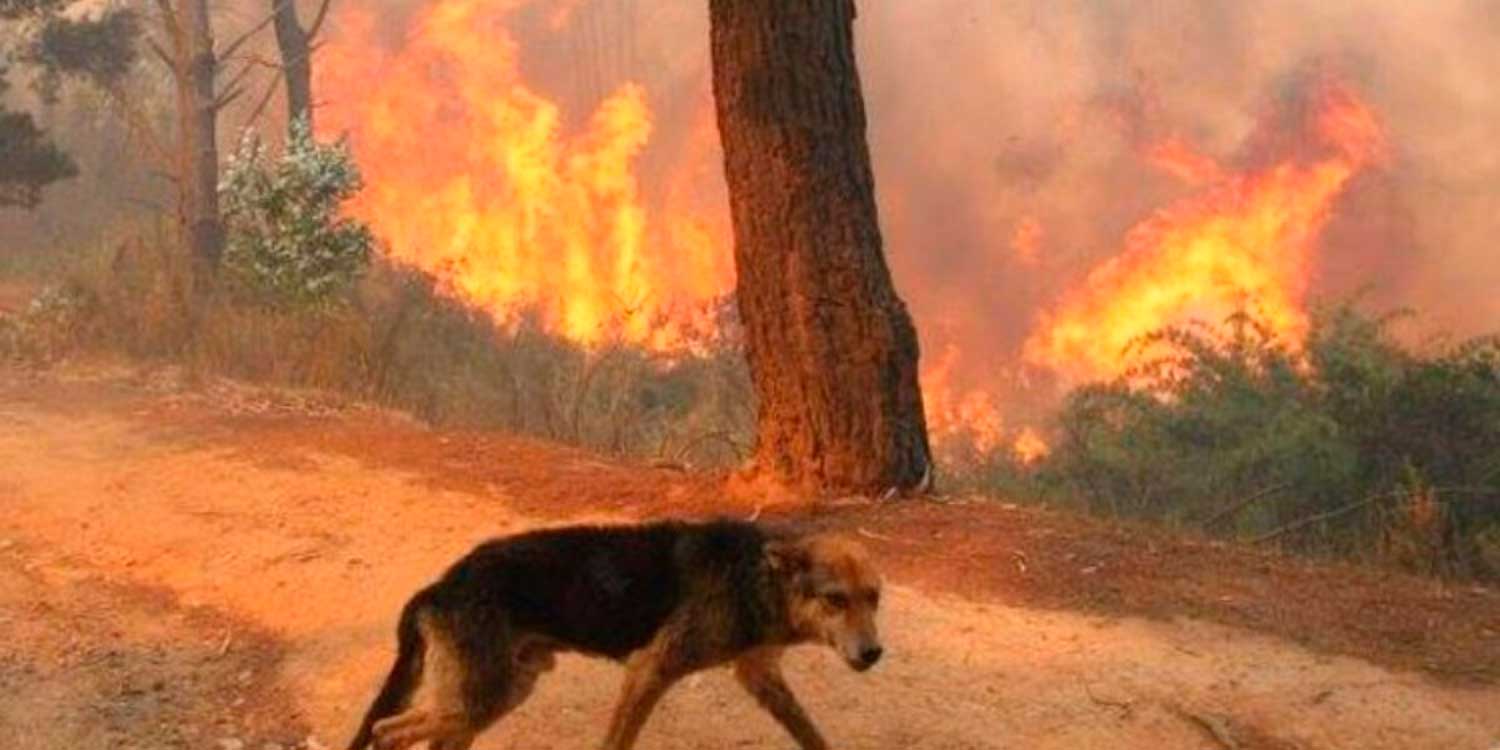 incendio perro