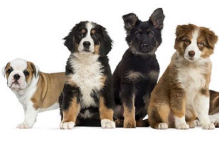 ¿Está en crisis el pedigrí?