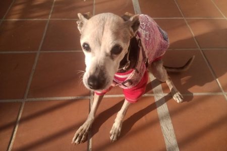 El envejecimiento es inevitable, pero el grado de su contribución a la morbilidad no lo es