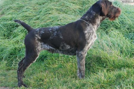 Deutsch drahthaar, el perro de muestra más completo
