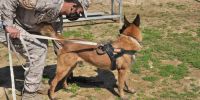 El Ejército rechazará los perros con ocho vértebras lumbares