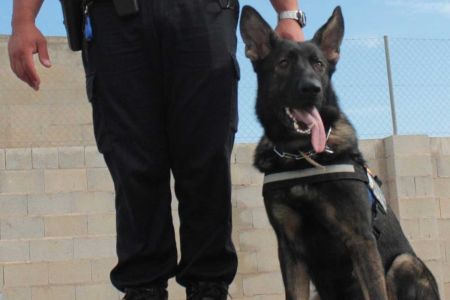 De Manick a Indio y Nero: 12 años de la Unidad canina de Santa Pola