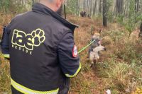 Tres de cada cinco perros de búsqueda sufren degeneración de columna