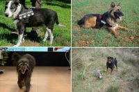 Cuatro agentes rurales caninos, los primeros en recibir una medalla de oro