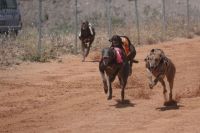Acabó el XXXVIII Campeonato de España de galgos