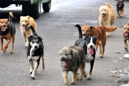 México es líder mundial en abandono de perros y gatos