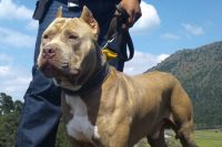 Ecologistas denuncian eutanasias de bullys XL por su aspecto