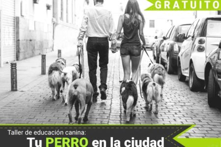Talleres gratuitos de educación canina de los ayuntamientos: un gran acierto