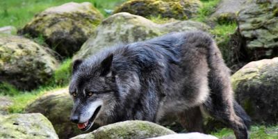 El marcaje de los perros perturba la conducta de los lobos