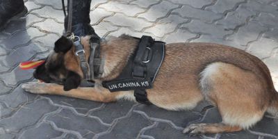 Torrejón adjudica por 18.200 euros la formación de su Unidad Canina Torrejón adjudica por 18.200 euros la formación de su Unidad Canina
