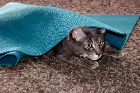 Presta atención para no  frustrar a tu gato