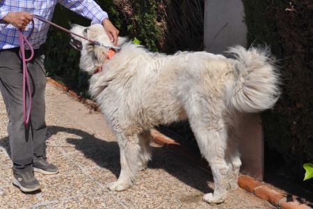 Mascotas cada vez más grandes y animales salvajes más diminutos