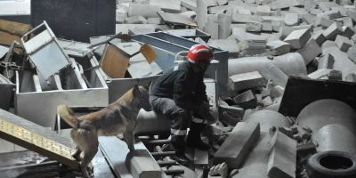 La frustración por no encontrar su objetivo, el hándicap de los perros de rescate La frustración por no encontrar su objetivo, el hándicap de los perros de rescate