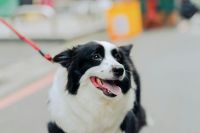 Tira de la corea; no cumple estándar de la raza; perros guardianes...