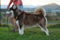 Malamute de Alaska, empatía por bandera