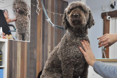 Perro de agua: trabajo artesanal con los dedos