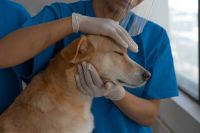 Bruselas avala Presvet con datos de 2024, antes de ser obligatorio para los veterinarios clínicos