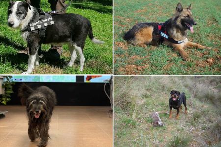 Cuatro agentes rurales caninos, los primeros en recibir una medalla de oro