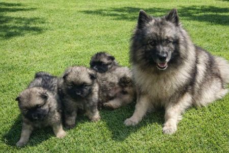 Keeshond, un peludo para cualquier tarea 