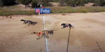 La mejora de las pistas beneficia al galgo La mejora de las pistas beneficia al galgo