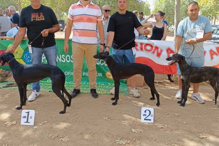 Al calor de 90 galgos 