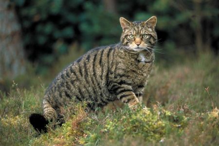 Doñana: a la captura de perros y gatos domésticos