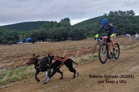 Campeonato de España de mushing, Ólvega 2025