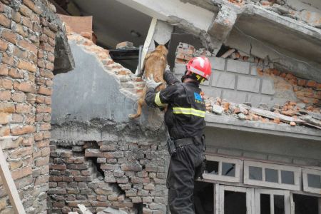 Perros de rescate K9: ¿Realmente hay equipos válidos?