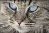Gatos mirones, el lenguaje de sus ojos