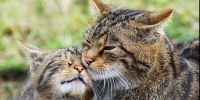 Los bigotes, antenas para  los gatos 