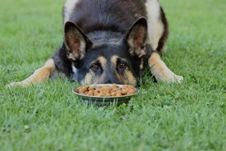 Royal Canin modifica su política de igualdad para poder vender pienso a la Policía Nacional