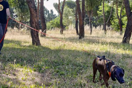 Mantrailing como terapia emocional
