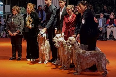 Un pastor australiano y cinco setter, los mejores perros del año