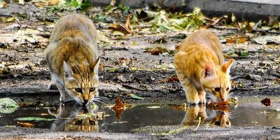 Gatos en verano: más agua, por favor