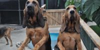 ¿Funcionan los protocolos en búsqueda con perros?