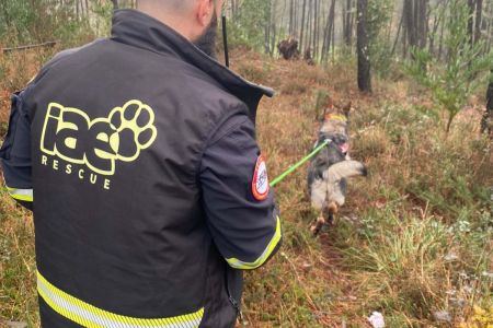 Tres de cada cinco perros de búsqueda sufren degeneración de columna