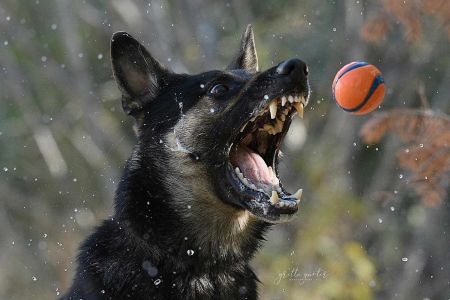 No me trae la pelota; ladra a otros perros; ¿seguro obligatorio ya?...