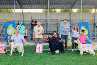 Los perros de muestra sacan pecho en Toledo