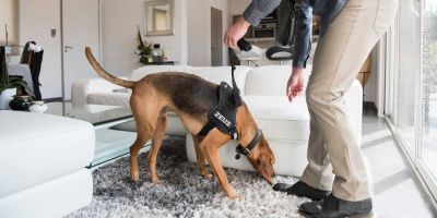La empresa de vivienda de Madrid busca perros que detecten chinches de cama La empresa de vivienda de Madrid busca perros que detecten chinches de cama