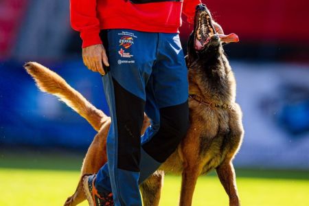 Íñigo Sierra: “Defender que un perro en el sofá es más feliz que al entrenar es maltrato" 
