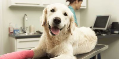 Cuándo un perro necesita cirugía veterinaria: señales y procedimientos más comunes