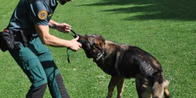 Prohibiciones en comunidades; ejercicio de grandes y pequeños; perros de Fuerzas de Seguridad...
