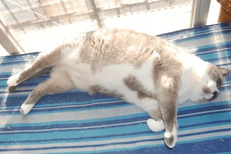 Gatos obesos, ¿implante milagroso?