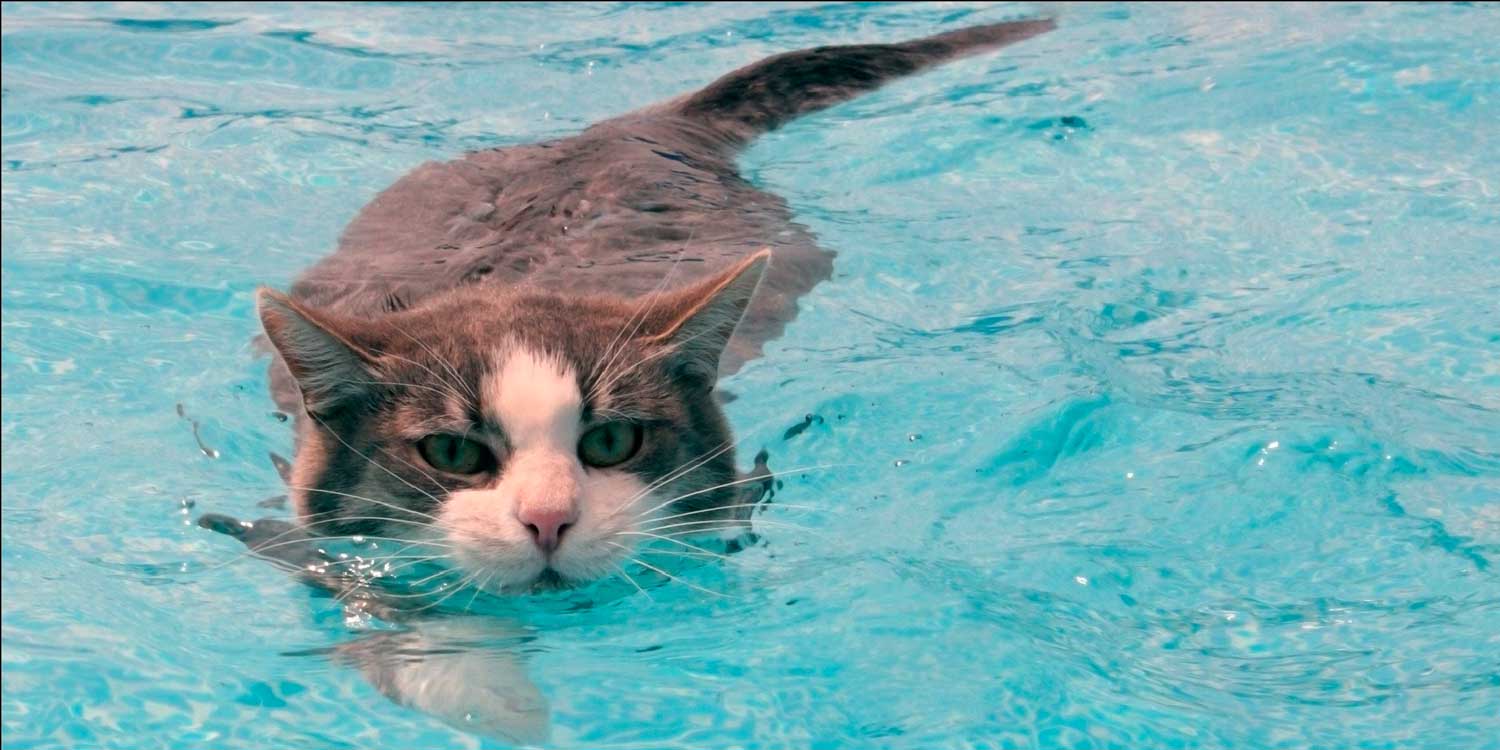gato nadando