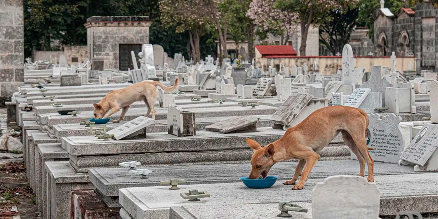 Los 15 perros que viven en el cementerio de Colón, Monumento Nacional de Cuba Foto