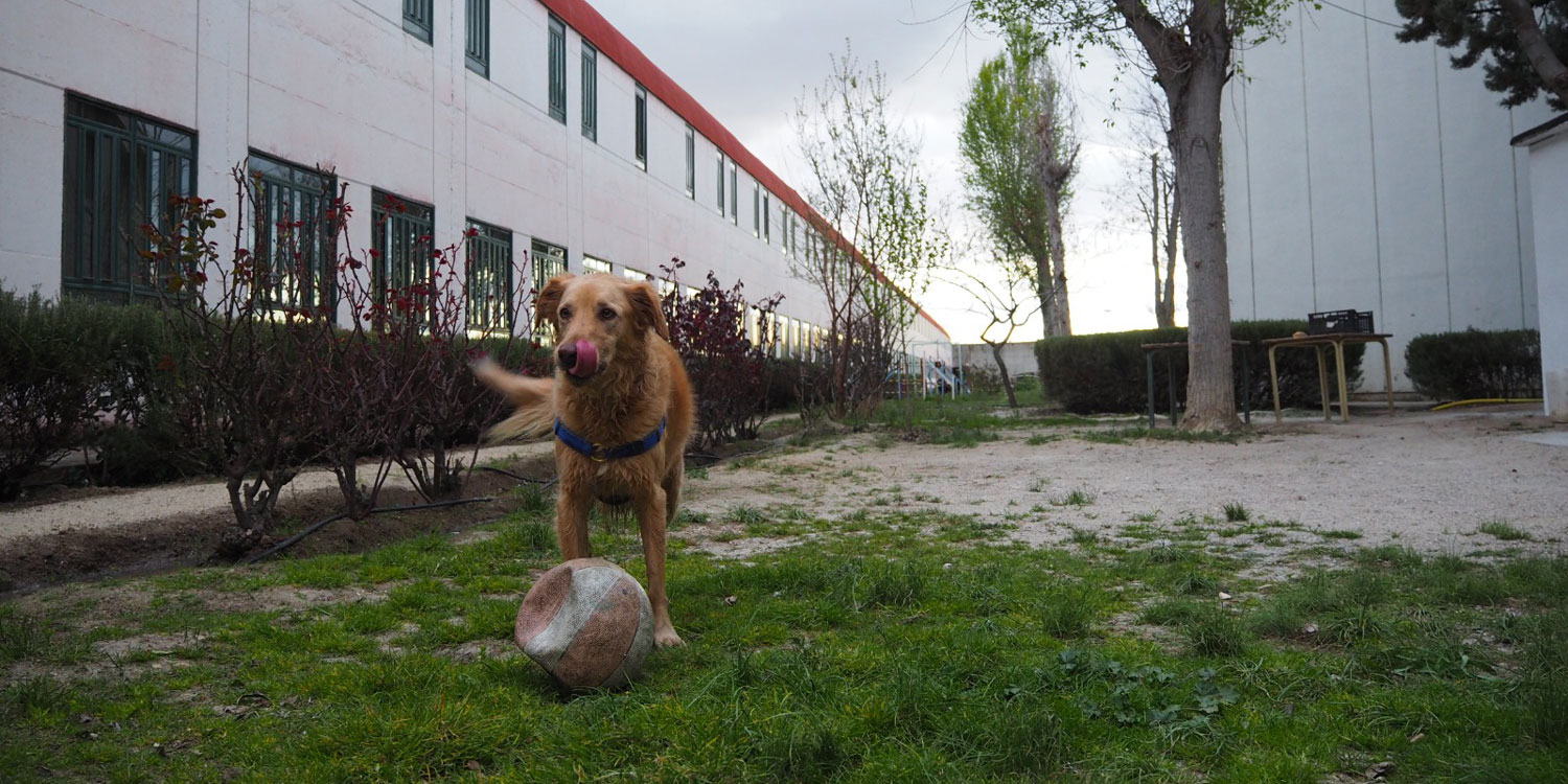 El mayor complejo turístico para perros de España está en un pueblo de  Alicante