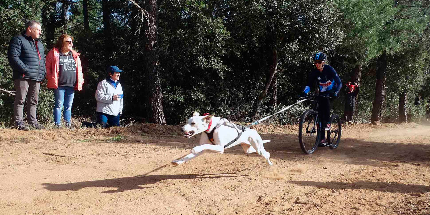 El 'santuario de las mascotas de Alicante' contará con dos zonas de libre  paseo para perros grandes y pequeños