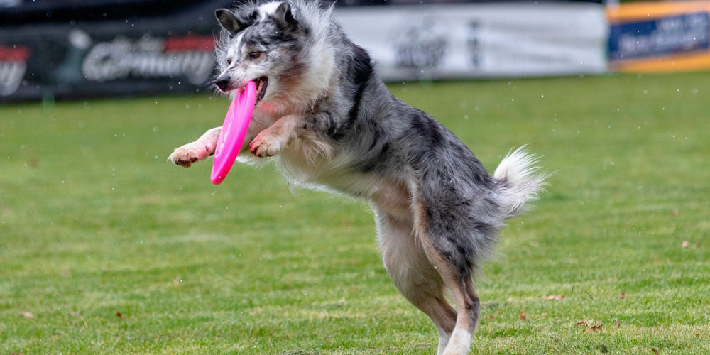 Ves a tu mascota haciendo lo mismo? Espectaculares fotografías de perros  cazando frisbees